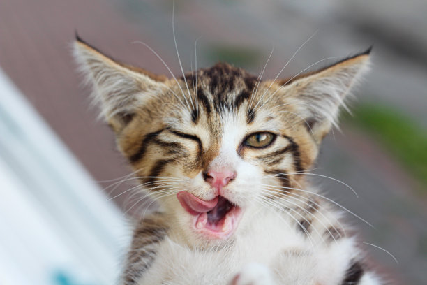 可爱的小猫与月开放眨眨眼图片下载