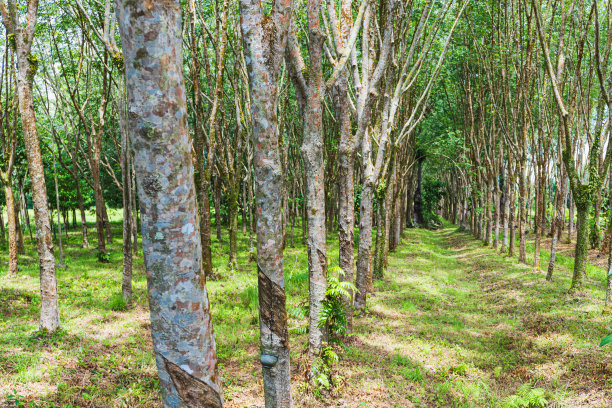 橡胶是一种多年生植物图片下载