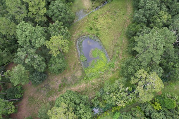 北佛罗里达的水藻池塘图片下载