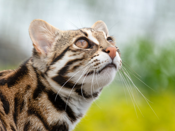 一个美丽的亚洲豹猫的特写图片下载