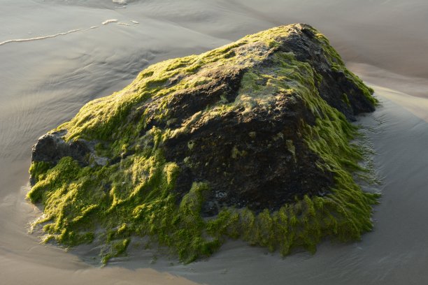 海滩上覆盖着绿色藻类的巨石图片下载