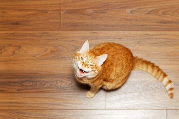 张着大嘴的姜猫坐在木地板上，向上看。高角度的观点。浅的焦点。Copyspace。图片下载