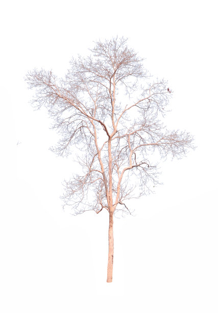 老枯树孤立图片下载