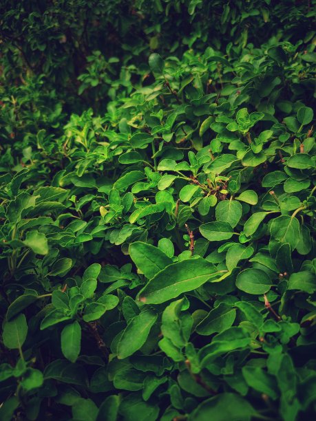 坦蒂(罗勒)工厂图片下载