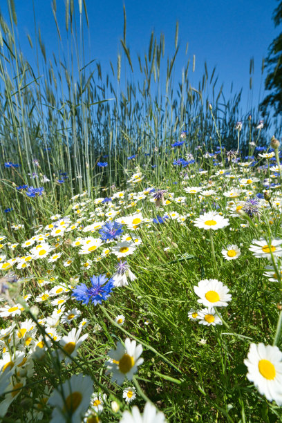 田野的黑麦，矢车菊和甘菊在蓝天的背景。图片下载