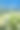 田野的黑麦，矢车菊和甘菊在蓝天的背景。图片下载