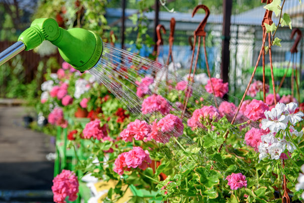 用天竺葵花的喷水器在花园中心浇水图片下载