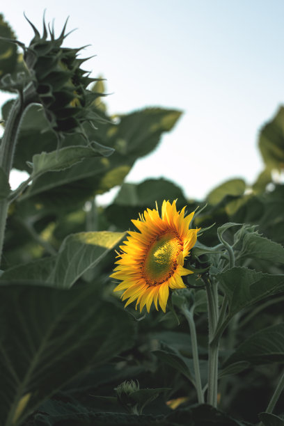 农田里盛开的向日葵。黄色的向日葵，背景是绿色的树叶和阳光图片下载