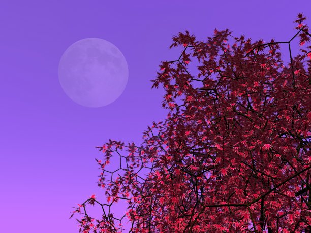 月亮与枫树景观图片下载