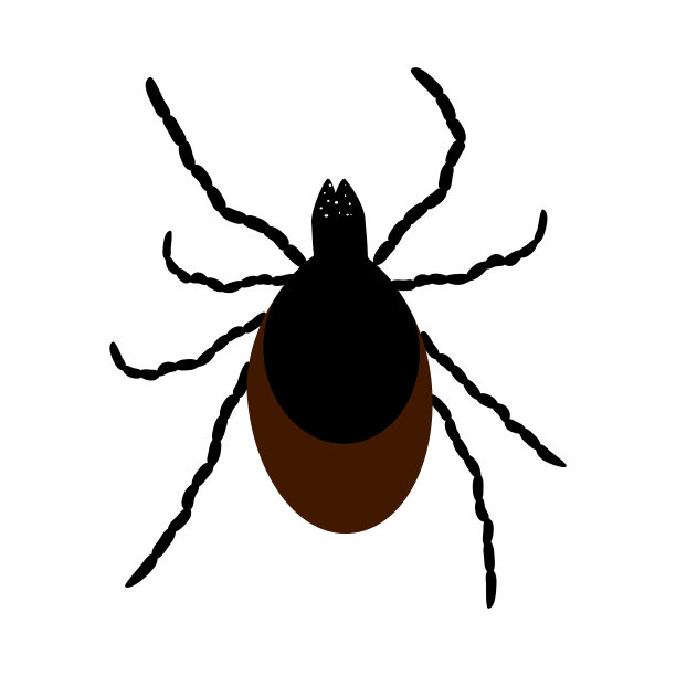 螨图标孤立在白色背景上。野生或家养的蜱虫寄生虫。图片下载