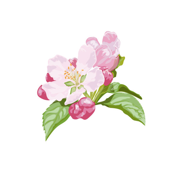 盛开的樱花或苹果花手绘艺术图片下载