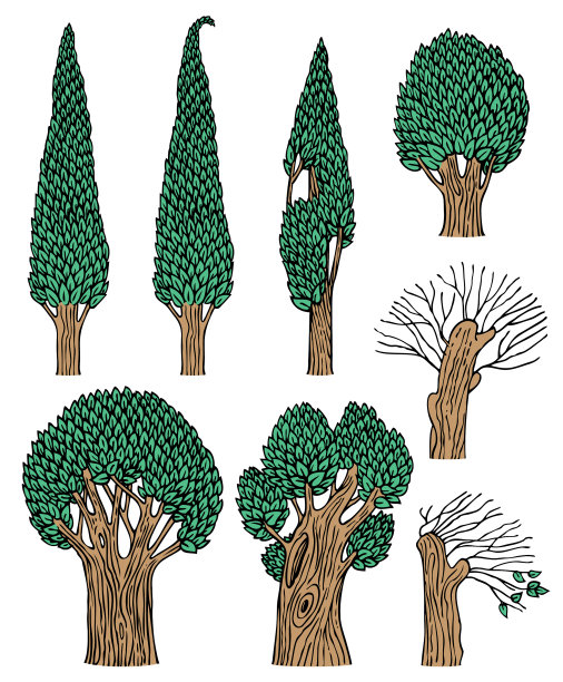 把年老的落叶树放在白色的背景上图片下载