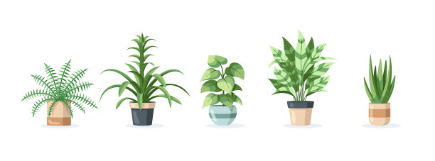 将盆栽植物隔离在白色的盆中图片下载