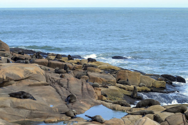 环境中的野生哺乳动物图片下载