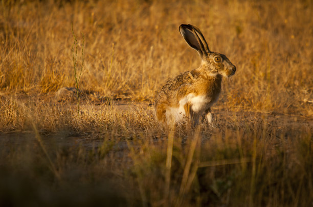 环境中的野生哺乳动物图片下载