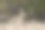 环境中的野生哺乳动物图片下载