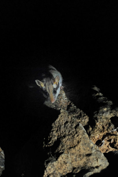 环境中的野生哺乳动物图片下载