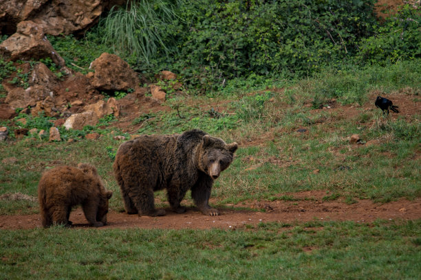 环境中的野生哺乳动物图片下载