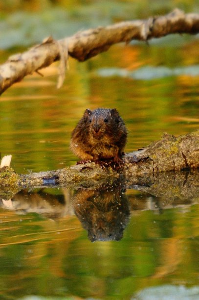 环境中的野生哺乳动物图片下载