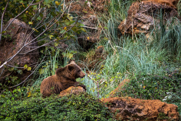 环境中的野生哺乳动物图片下载