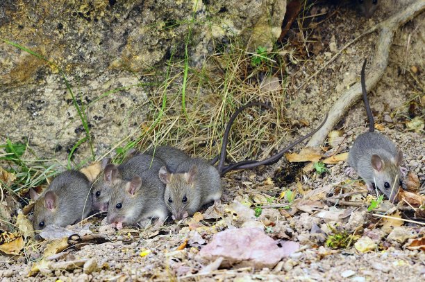 环境中的野生哺乳动物图片下载