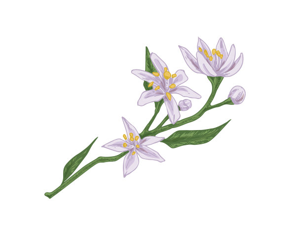 树枝上盛开着温柔的柑橘树图片下载