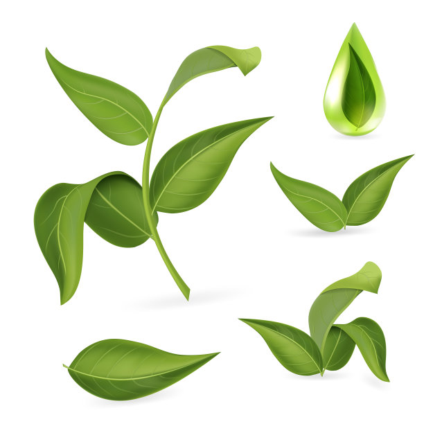 逼真的详细3d不同的绿叶设置图片下载