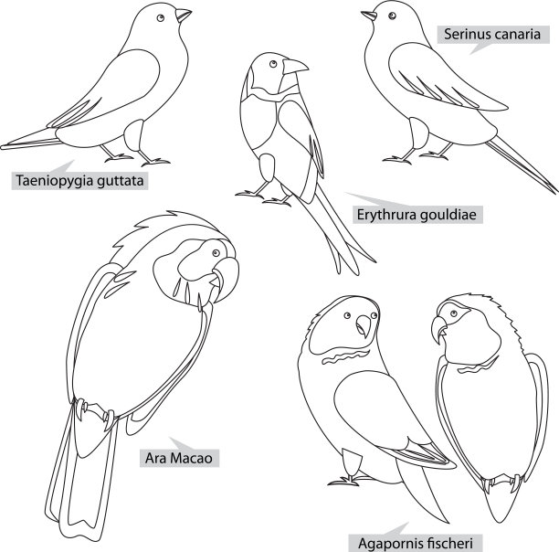 来自热带国家用于居住的鸟类图片下载