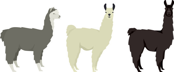 羊驼羊驼羊驼平坦孤立图片下载