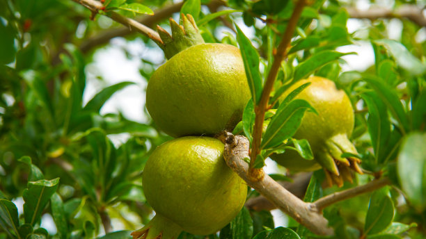 石榴树的石榴与果实图片下载