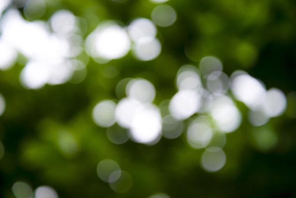 绿叶与天空相映成趣图片下载