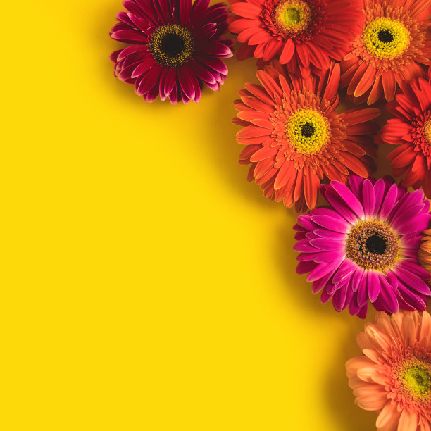 明亮美丽的非洲菊花在阳光的黄色背景。暖夏初秋的概念。放置文字、字母或产品的地方。从上面看，复制空间。Flatlay。图片下载