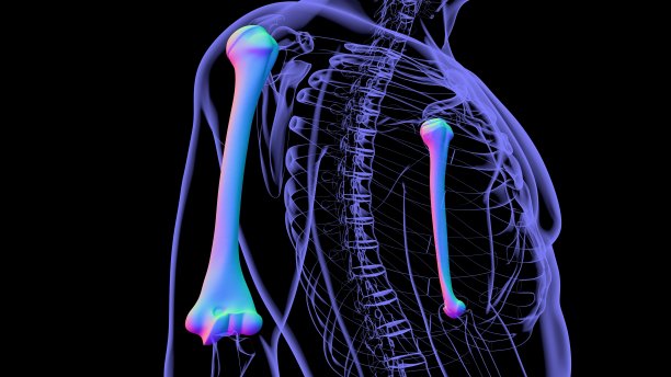 人体骨骼解剖肱骨3D渲染图片下载