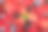 贝瑞夏天蛋糕。图片下载