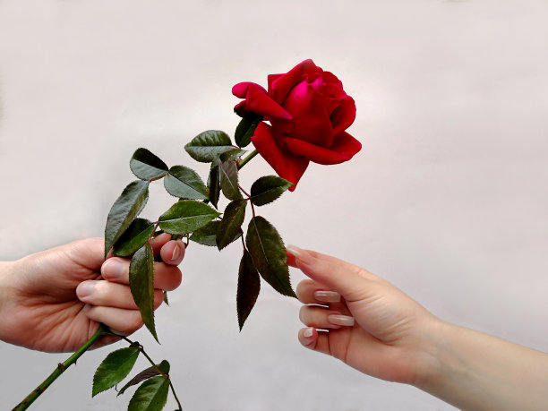 男性和女性的手与红玫瑰在白色的背景。男人的手拿着大玫瑰与长茎和女人的手与修长指甲拿它。信心和相互感情的概念图片下载