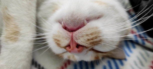 猫的肖像图片下载