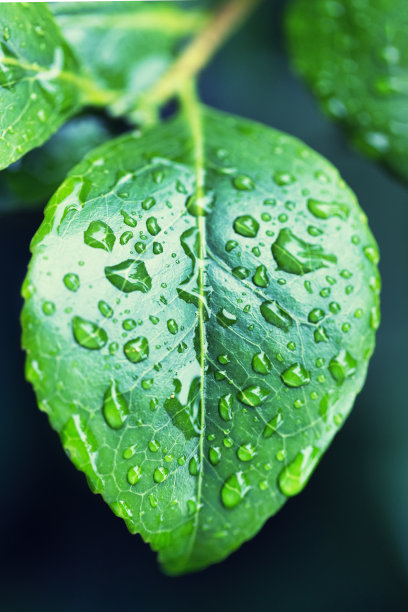 叶子上的雨滴图片下载
