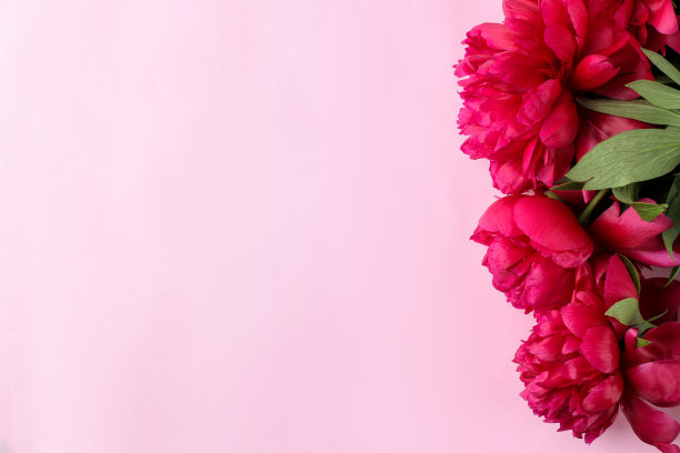 框架美丽的亮粉色花牡丹在一个温和的粉红色背景。前视图。空间的文本图片下载