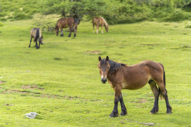 马吃草。图片下载