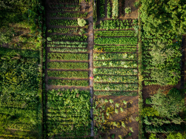 有机蔬菜园鸟瞰图图片下载