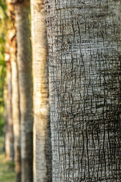 棕榈树树干的特写图片下载