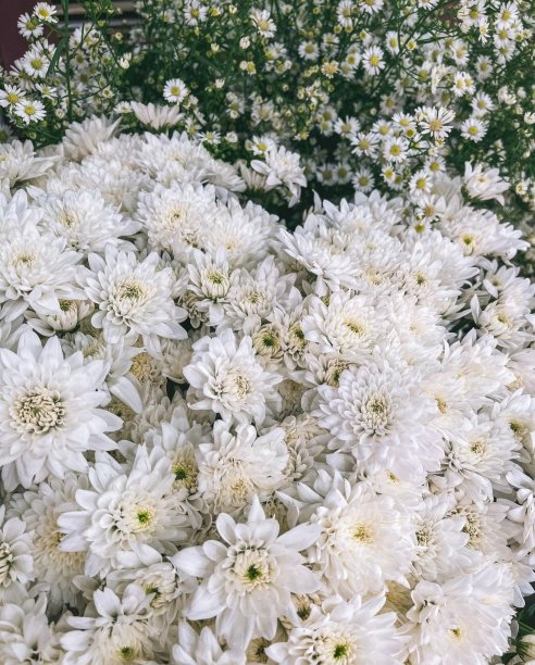 白色的花图片下载