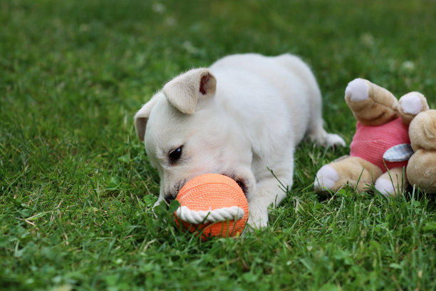 美丽的拉布拉多犬幼崽摆姿势拍照图片下载