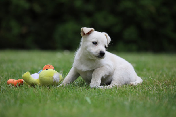 美丽的拉布拉多犬幼崽摆姿势拍照图片下载