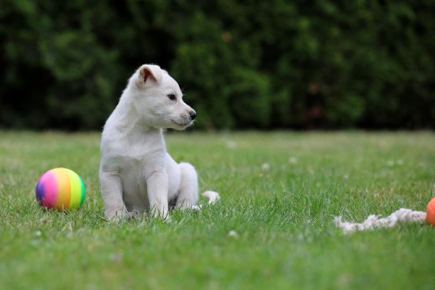 美丽的拉布拉多犬幼崽摆姿势拍照图片下载