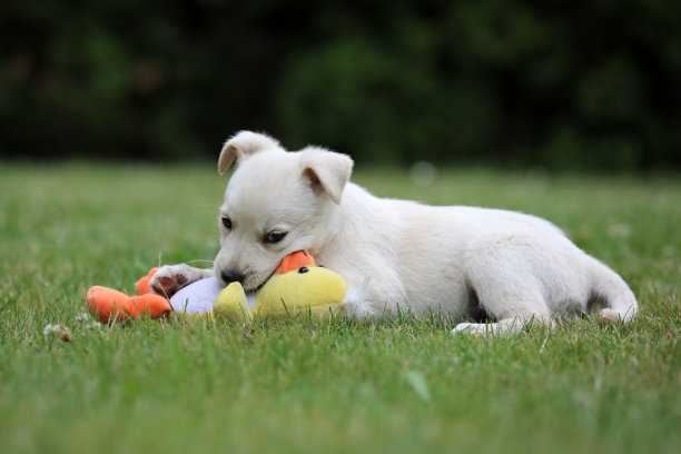 美丽的拉布拉多犬幼崽摆姿势拍照图片下载