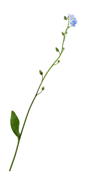 蓝色勿忘我花孤立图片下载