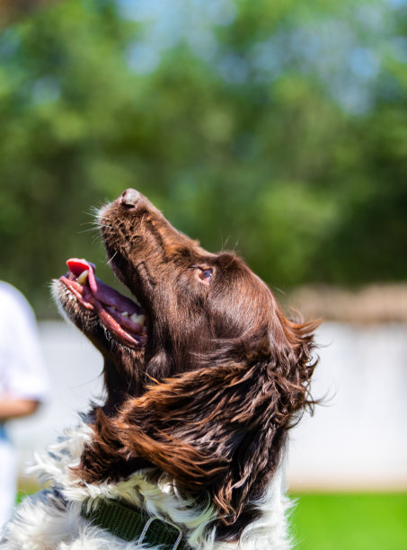 英国史宾格犬肖像图片下载