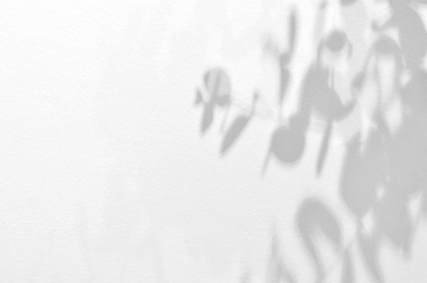 光影桉树枝干在粗糙的白色墙壁混凝土背景上。剪影抽象热带树叶自然图案为壁纸，春夏纹理。黑白模糊的图像。图片下载