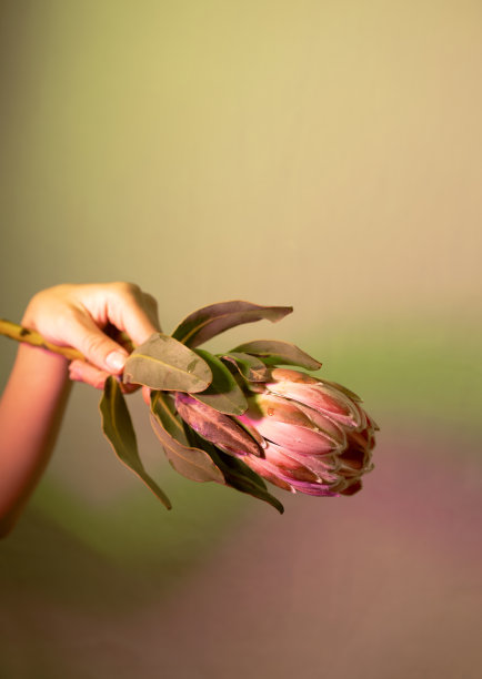 女人捧着奇异的百花齐放，五颜六色的光。花商的抽象照片图片下载